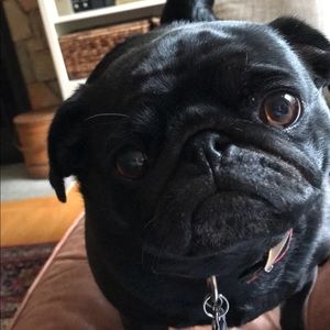 Meet your Posher, Grace